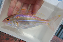 Ornate Threadfin Bream photo 1