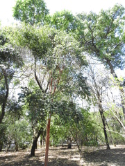 Eugenia leitonii