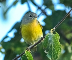 Leiothlypis ruficapilla