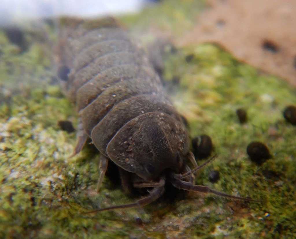 Amphisopidae
