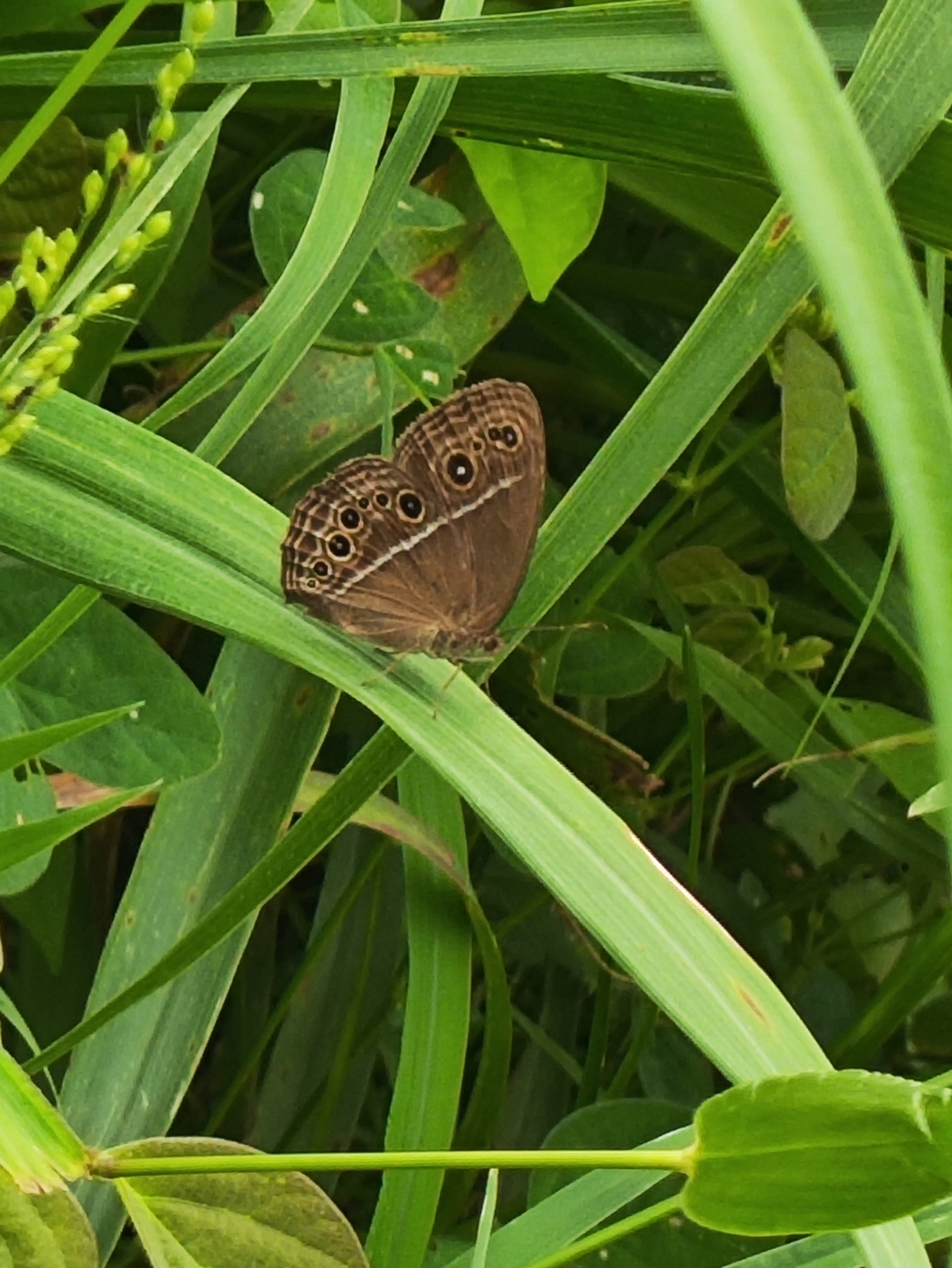 Common Bushbrown
