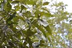 Quercus purulhana
