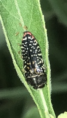 Acmaeodera haemorrhoa