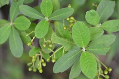 Psychotria erythrocarpa