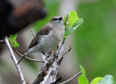 Gerygone magnirostris