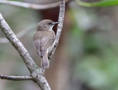 Gerygone magnirostris