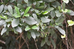 Psychotria erythrocarpa