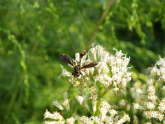 Physocephala sagittaria