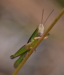Aptenopedes