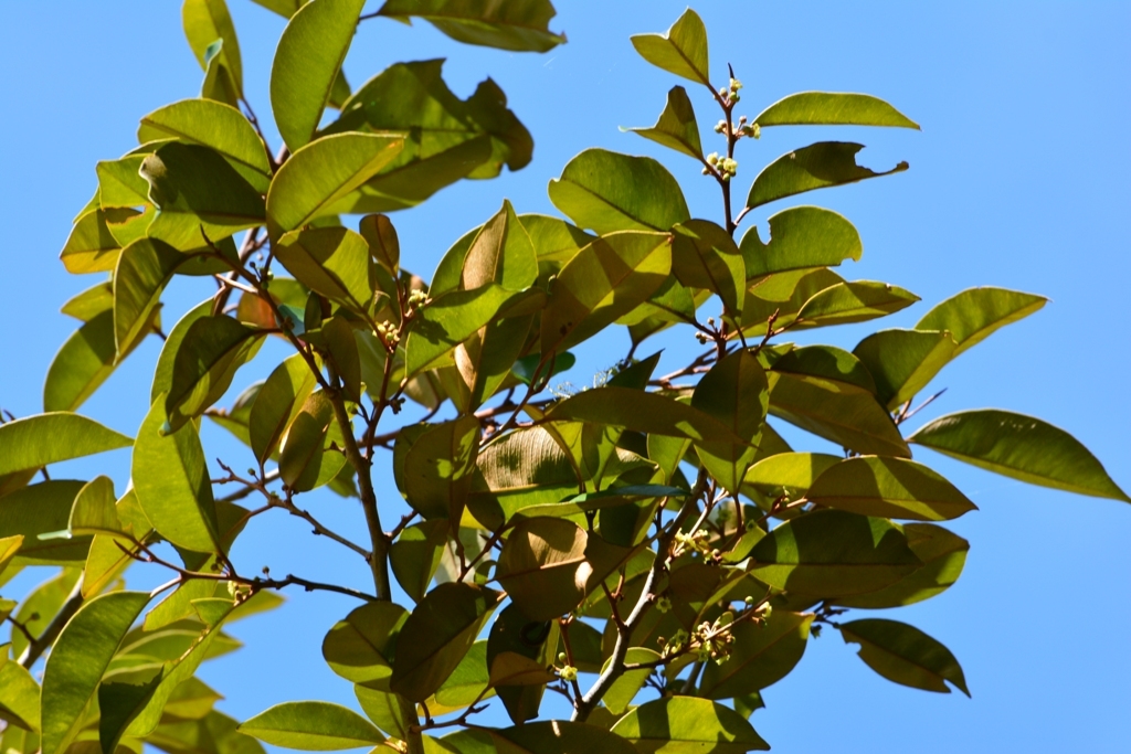 Chrysophyllum mexicanum
