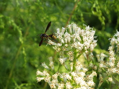 Physocephala sagittaria