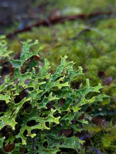 Pseudocyphellaria billardierei observed 2025-06-29