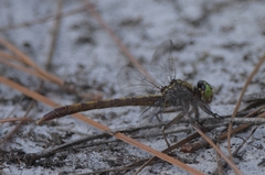 Arigomphus pallidus