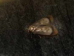 Aeolothapsa acrocosma