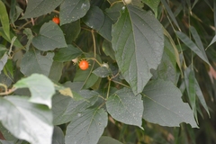 Lycianthes lenta