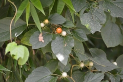 Lycianthes lenta