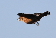 Mirafra apiata apiata