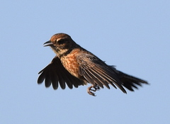 Mirafra apiata apiata