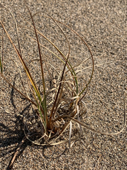Carex sabulosa