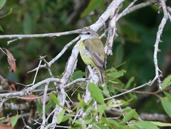 Microeca flavigaster