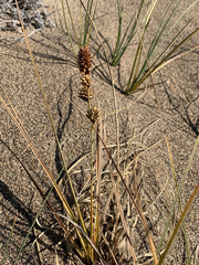 Carex sabulosa