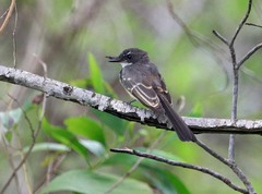 Rhipidura rufiventris