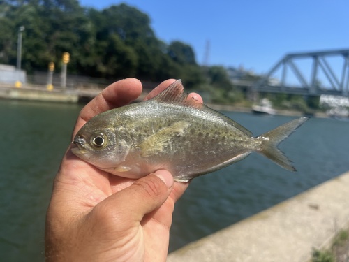 American butterfish (Peprilus triacanthus) — Stromateidae