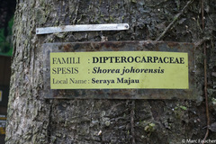Shorea johorensis
