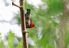 Myzomela erythrocephala
