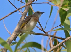 Conopophila albogularis