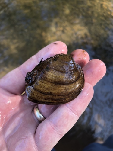 Slabside Pearlymussel