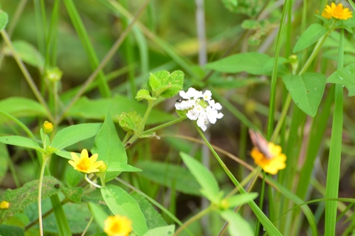 Brushland shrubverbena (Lantana achyranthifolia)