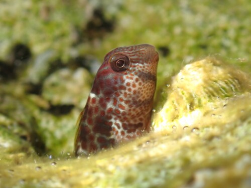 Caneva's blenny (Microlipophrys canevae) — Blenniidae — 4
