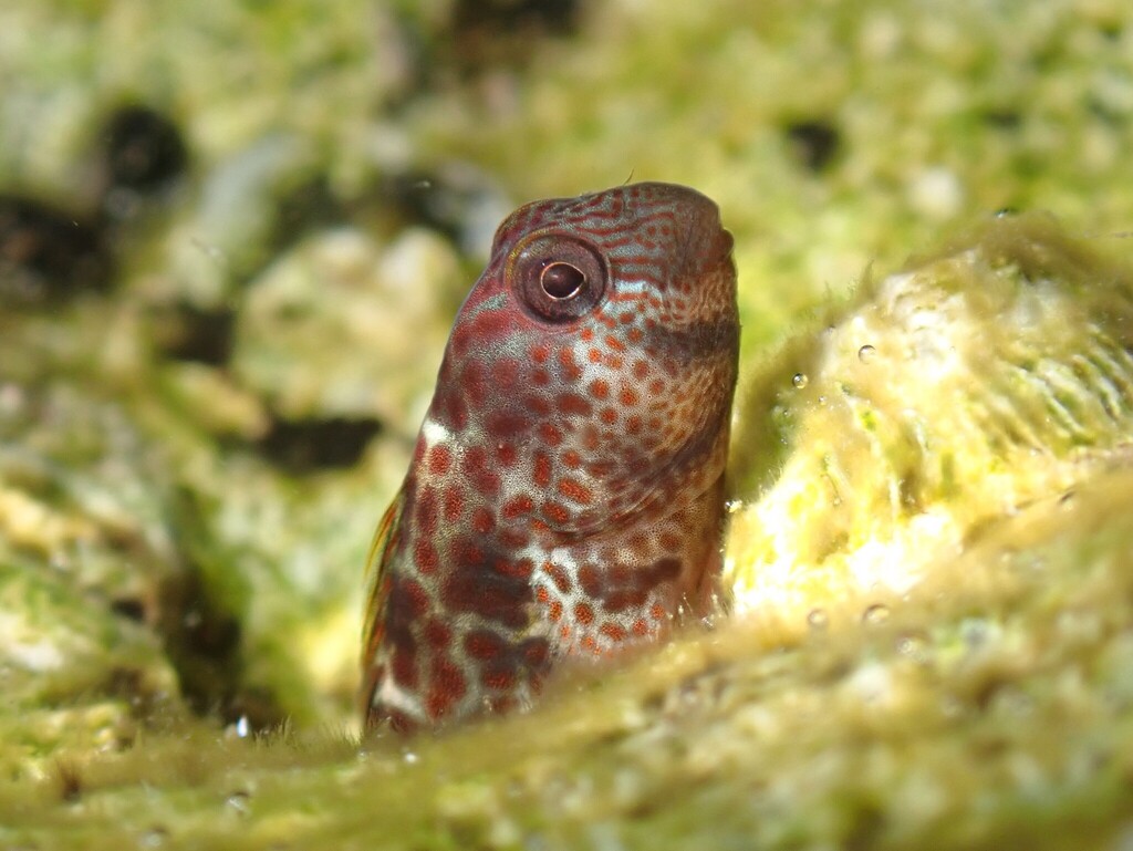 Caneva's blenny (Microlipophrys canevae) — Blenniidae