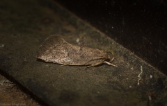 Syncometes vilis