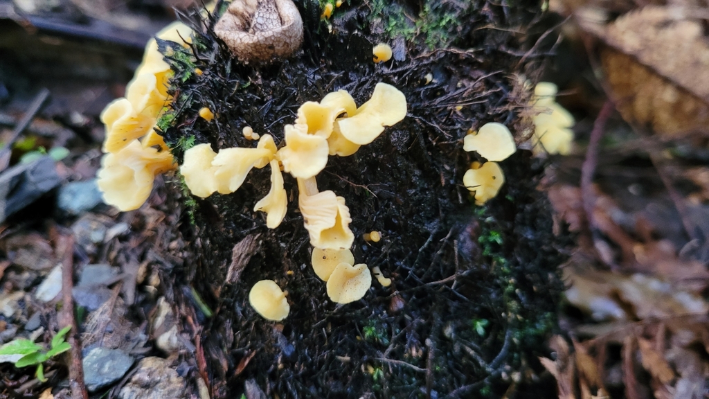 Cantharellus wellingtonensis · July 2025 · photo: © s83482 (iNaturalist, cc-by)