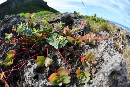 Euphorbia sparrmanni observed 2025-07-02