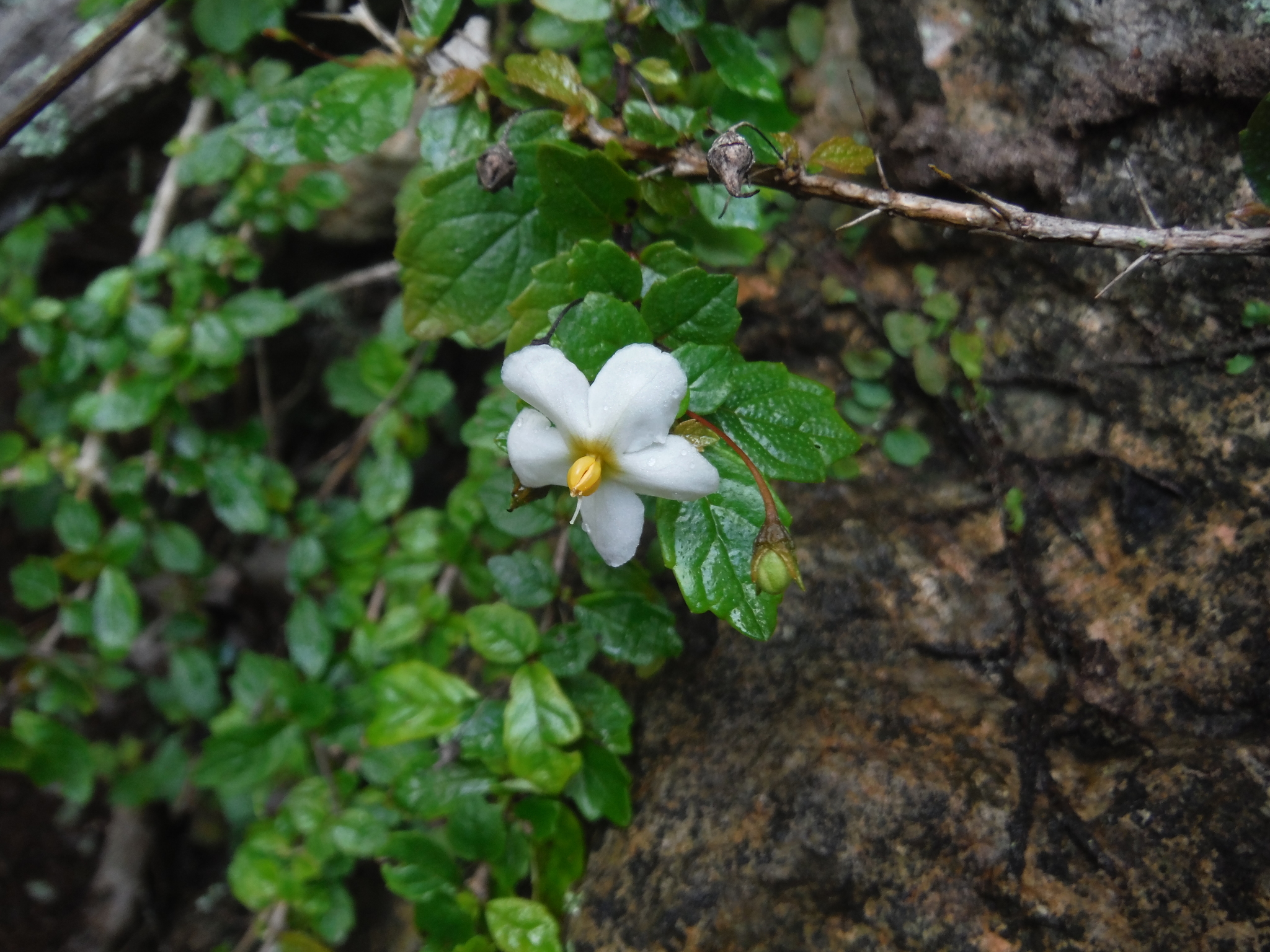 Bellonia