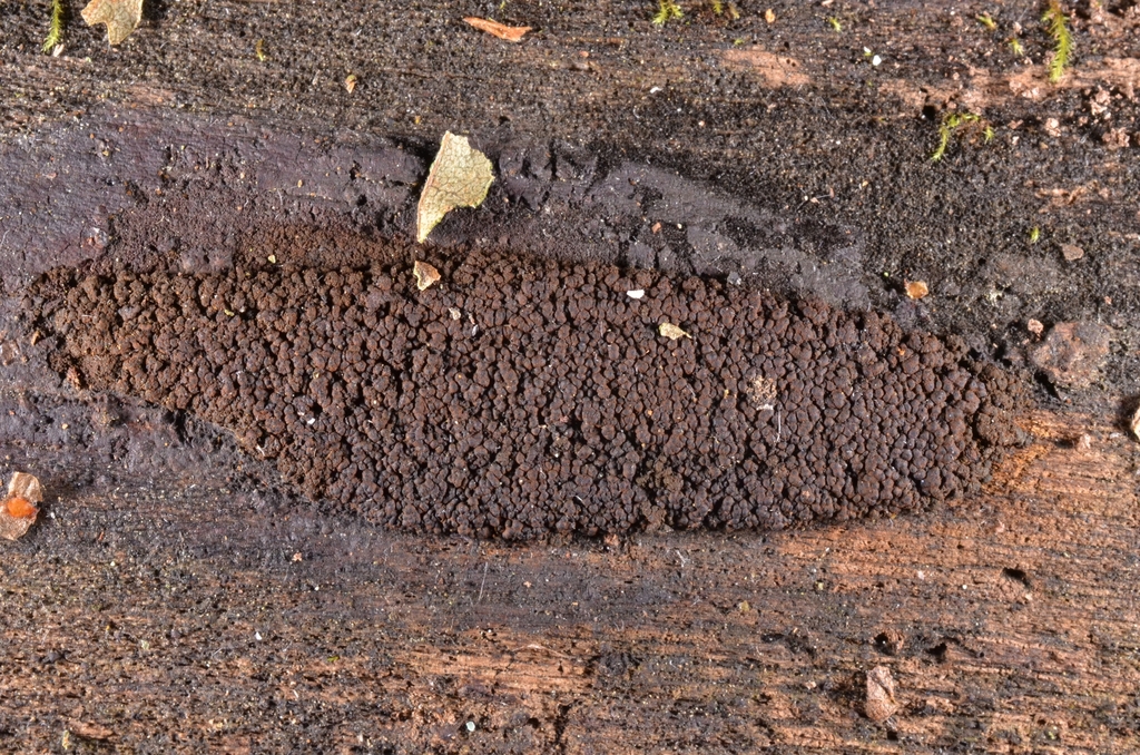 Biporispora europaea