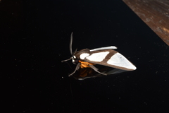 Turuptiana annesmithae
