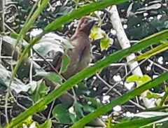 Ortalis erythroptera