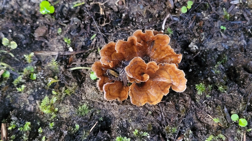 Podoscypha petalodes · July 2025 · photo: © s83482 (iNaturalist, cc-by)