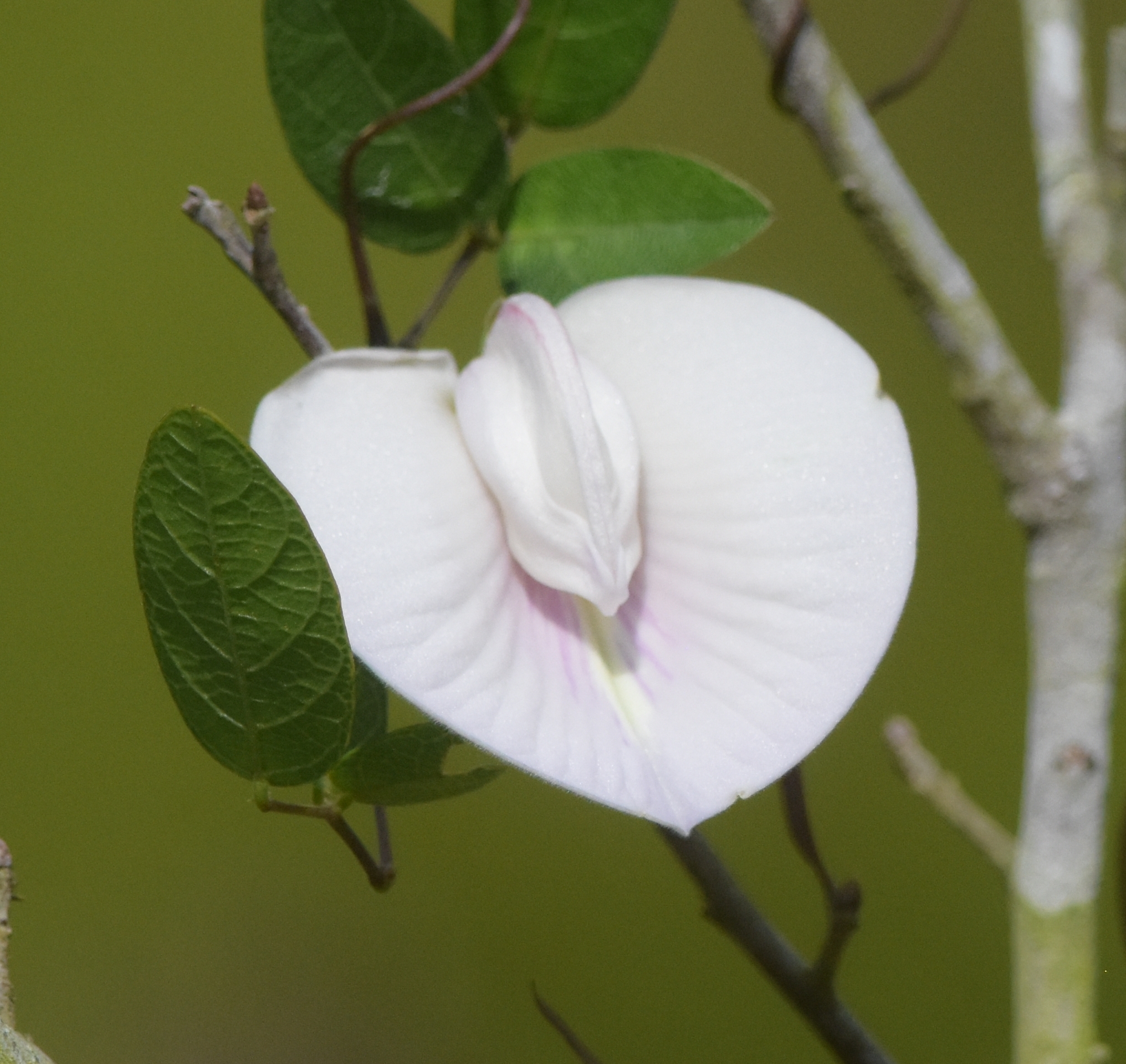 Centrosema arenicola