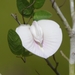 Pineland Butterfly Pea - Photo (c) Joe MDO, some rights reserved (CC BY-NC), uploaded by Joe MDO