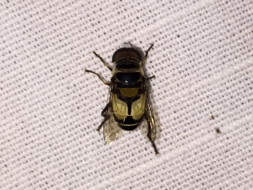 White-faced Plushback photo 4