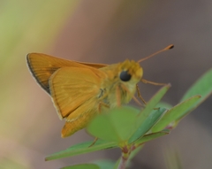 Hesperia meskei straton