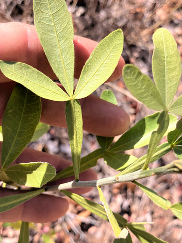 Coastal White Ironwood (Vepris carringtoniana)