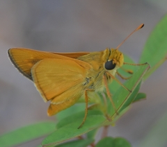 Hesperia meskei straton