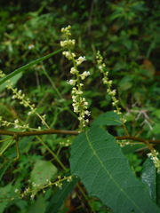 Allophylus crassinervis