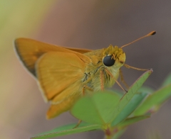Hesperia meskei straton